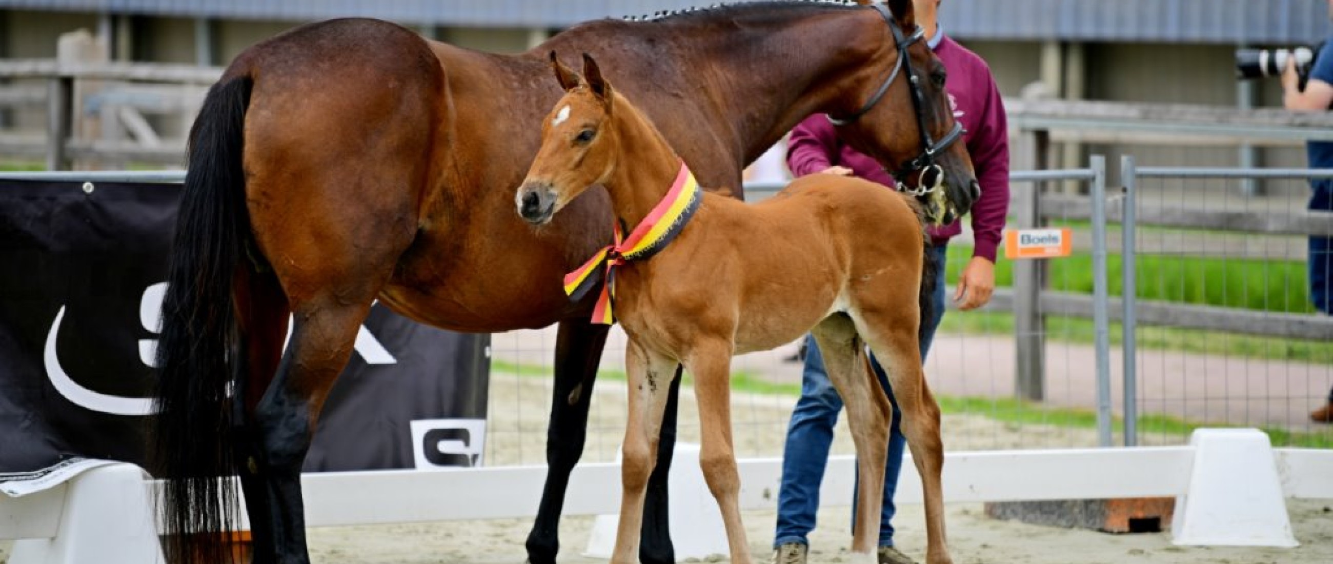 Daughter of Calleryama wins Flemish foal championship 2021