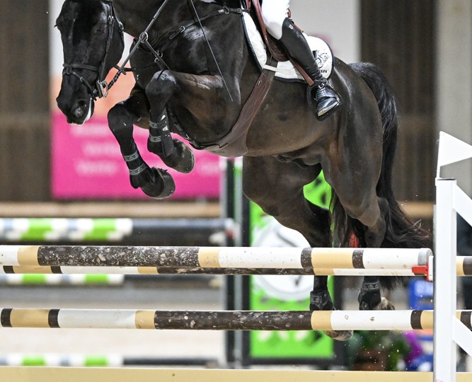 Gilles en  Qannando B&V for the win in Lannoo Belgian Stallion Competition powered by Eurohorse