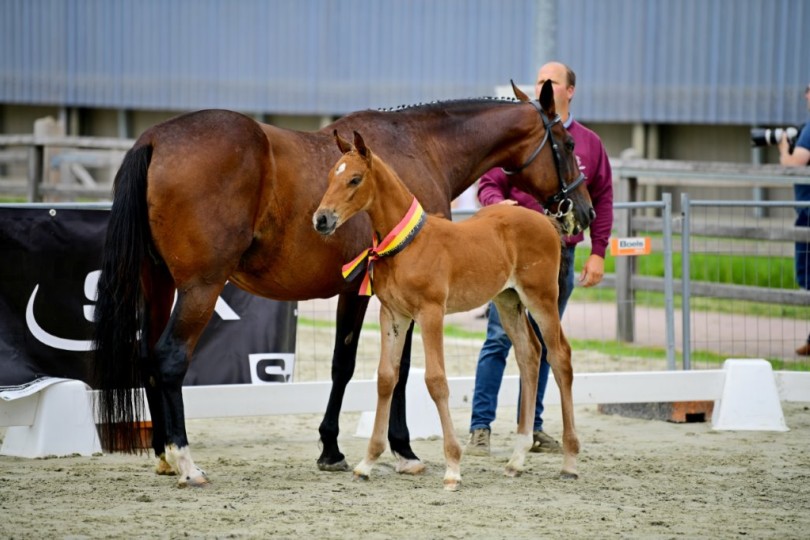 Daughter of Calleryama wins Flemish foal championship 2021